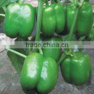 ASP071 Xiaohe disease resistant green f1 hybrid sweet pepper seeds