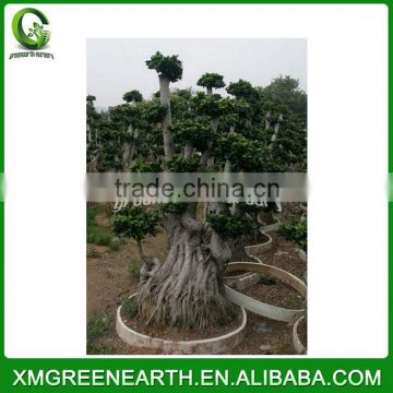 Ficus microcarpa multiroots 2m (1)