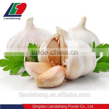 GAP Pure & Normal White Garlic in New Season
