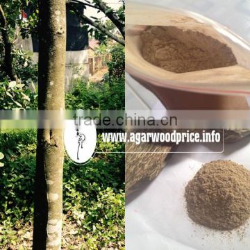 Agarwood chips or gaharu - Ingredient to make high quality Incense powder