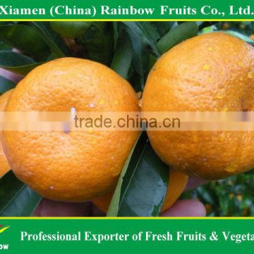 Chinese fruits honey mandarin orange