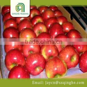 fresh fruit red delicious apple buyer