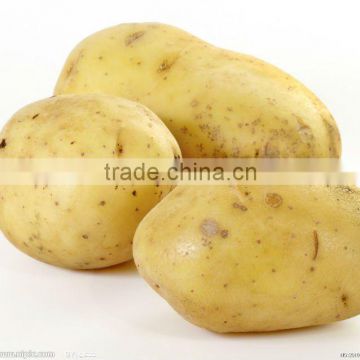 This Year's potato