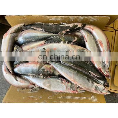 Frozen BQF IQF Scomber japonicus pacific mackerel fish 300/500g