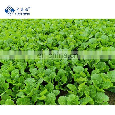 Sinocharm BRC-A approved New Crop  IQF Pakchoi Whole