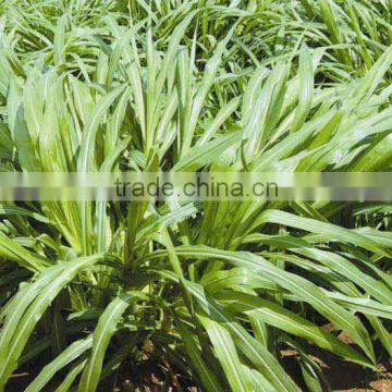 Yellowish Brown Hybrid Pennisetum Grass Seed