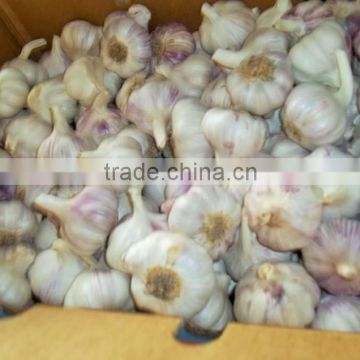 Pure White Garlic from Egypt,( 4.5-6cm and up)