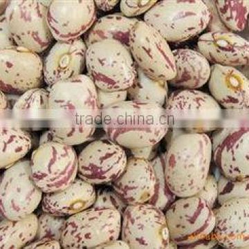 Xinjiang round light speckled kidney bean/LSKB