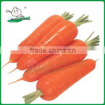 New crop Fresh Carrot/Carrot market price/ Carrot from China