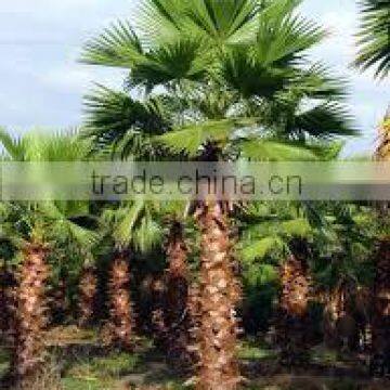 washingtonia robusta, Palm tree