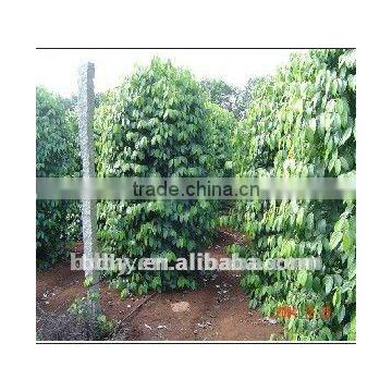 Drip irrigation pipe with round drippers for irrigation of fruit trees