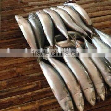 Pacific mackerel fish whole round scomber