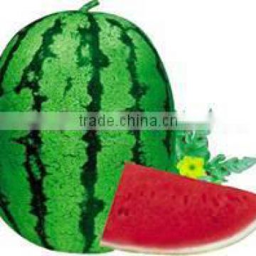 Improve No.7 chinese middle early mature hybrid f1 watermelon seeds