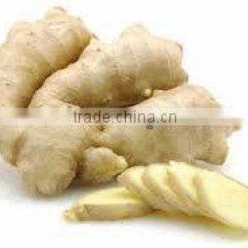 MOST COMPETITIVE PRICE OF GINGER ORIGIN VIETNAM! HIGH QUALITY