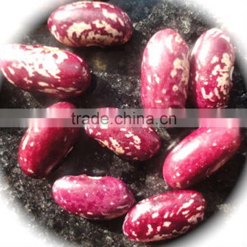 JSX chinese Dry Pinto Bean 100% pure premium Gold supplier purple speckled kidney beans