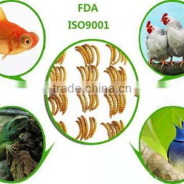 poultry feed ingredients high protein mealworms