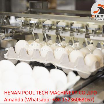 Poultry Farm Automatic Egg Grading Machine for Sale 10000 Eggs/Hour