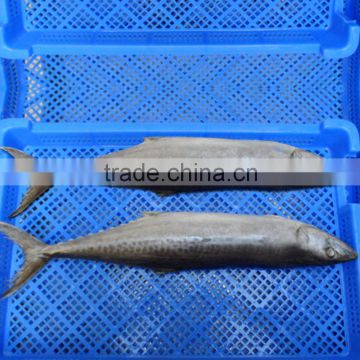 best quality frozen fish (frozen mackerel)small from shidao