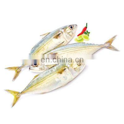 indian mackerel frozen indian mackerel fish Rastrelliger kanagurta