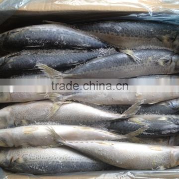 2016 high quality price whole round size 300-400g/pcs frozen mackerel fish