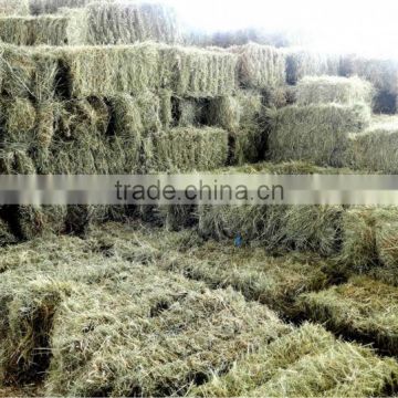 Animal feeding hay, grass hay bale, dry hay bale, cattle feed hay, Rhode grass bale