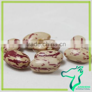 Factory Supply American Round Light Speckled Kidney Beans
