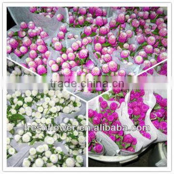 export fresh cut flowers from kunming