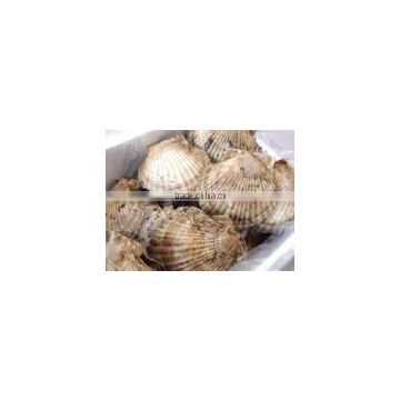 Best-selling , Delicious frozen seafood , scallops with one/two shells made in Japan