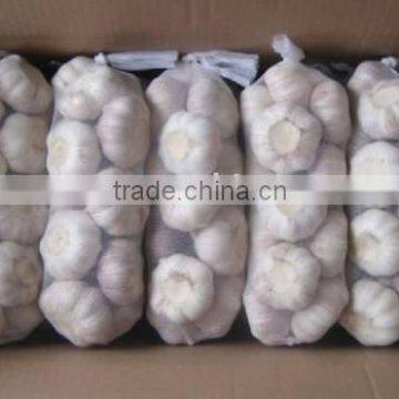 chinese normal white garlic