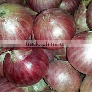 Supreme Pakistani Phulkara Onion