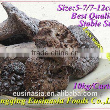 exported wild mushroom Sarcodon aspratus