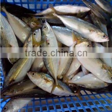 indian mackerel 200-300g