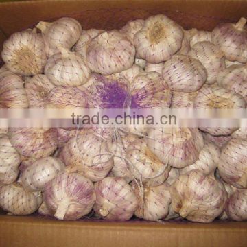 5.5 cm fresh normal white garlic