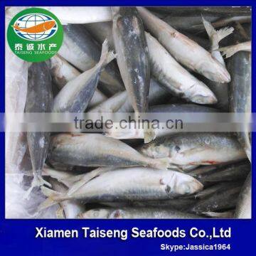 Frozen round scad whole round fish for sale