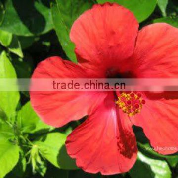 Natural Hibiscus Flower Dried Extract