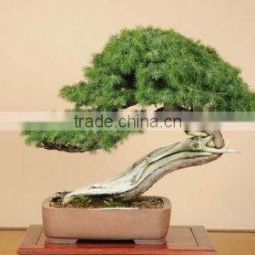 Ornamental Plants Bonsai Tree from Japan