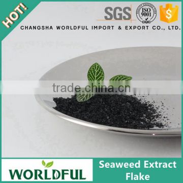 Seaweed Extract Flake from Sea Kelp / Alga, Ascophyllum Nodosum Seaweed Extract Fertilizer