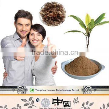 Best selling products high quality natural kacip fatimah coffee