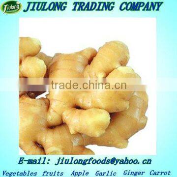 Largest exporter of thai fresh ginger