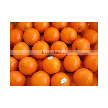 Chinese navel orange