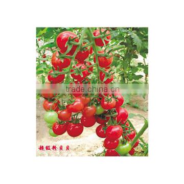 Hybrid Indeterminate type Cherry tomato seeds for growing-Super Pink Baby