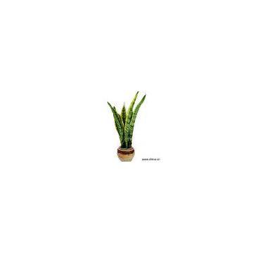 Sell Sansevieria Trifasciata Cv 'Laurentii'