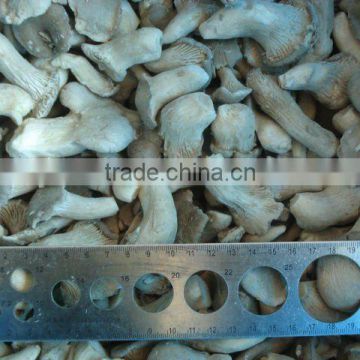 A grade big frozen fresh baby oyster mushroom with fda haccp