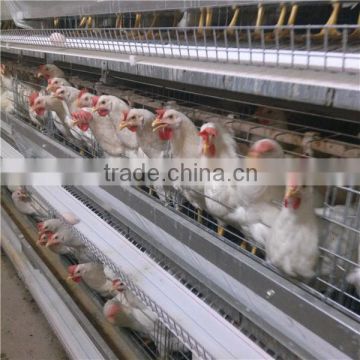 poultry farm chicken cages and coops