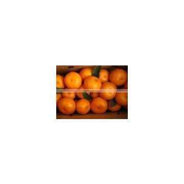 2012 mandarin orange price