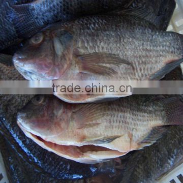 Gutted & Scalled black tilapia fish framer raised
