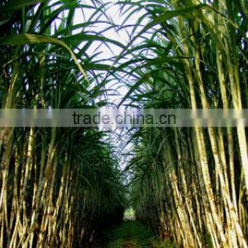 Frozen Sugarcane sticks