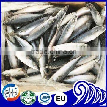 Fresh catch seafood of mackerel fresh and frozen mackerel saba exports