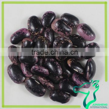 Hot Sale Black Purple Speckled Kidney Beans 2015