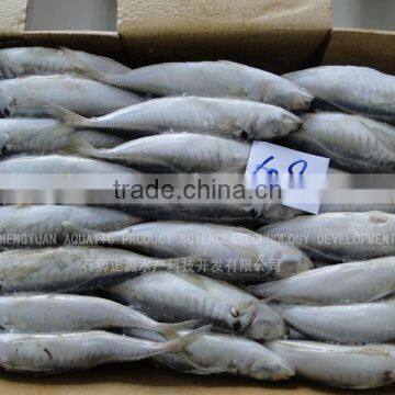 Frozen fish Frozen horse mackerel 60-80